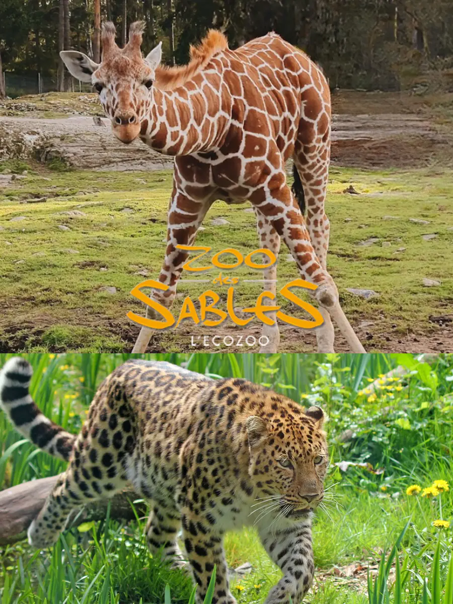 Éco Zoo Les Sables d’Olonne Éco Zoo Les Sables d'Olonne